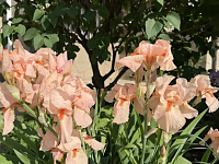 ������ ����� - ���� ��������